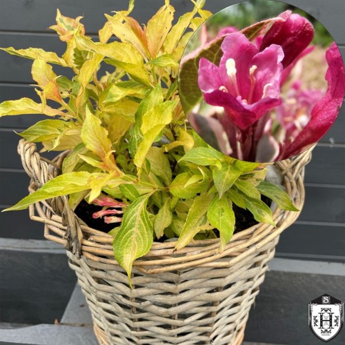 Weigela florida 'My Monet' - Kaunis veigela 'My Monet' C5/5L
